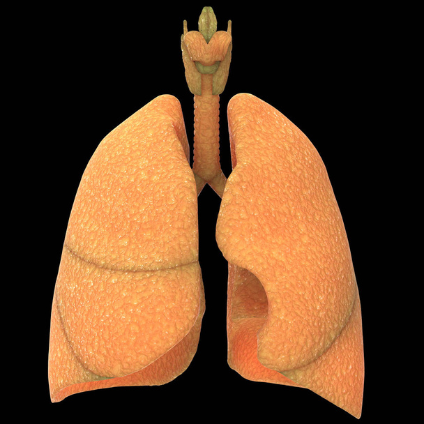 Ανθρώπινο Αναπνευστικό Σύστημα Πνεύμονες Ανατομία. 3D  - Φωτογραφία, εικόνα