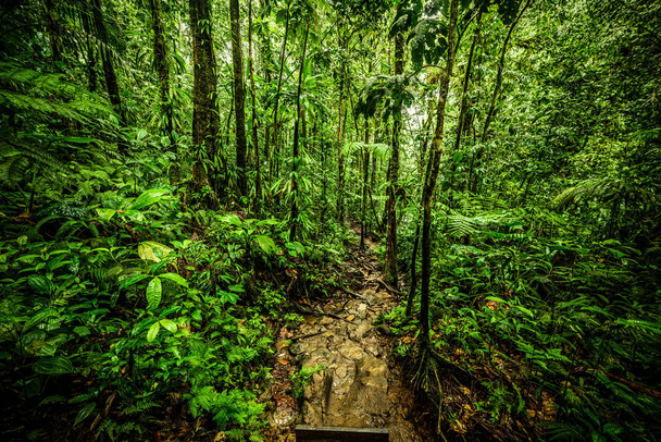 Dirt path in Basse Terre jungle - Fotografie, Obrázek