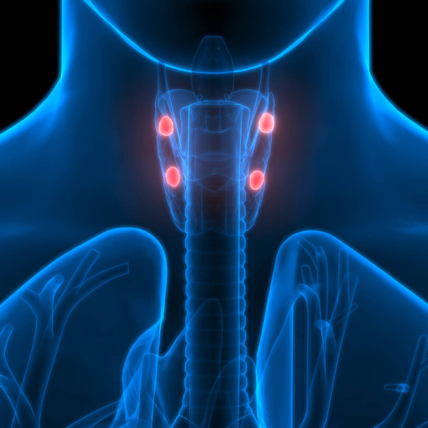 ヒトの体は甲状腺の解剖学的構造を持つ。3D -イラスト - 写真・画像