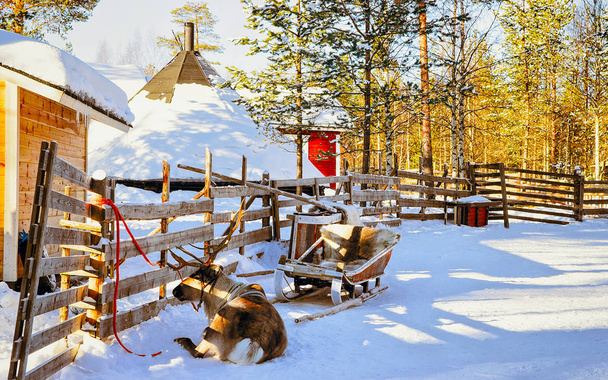 Sobí na farmě zimní Laponsko - Fotografie, Obrázek