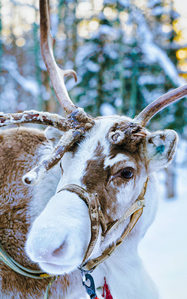 Reindeer in winter forest at Lapland Finland - Photo, Image