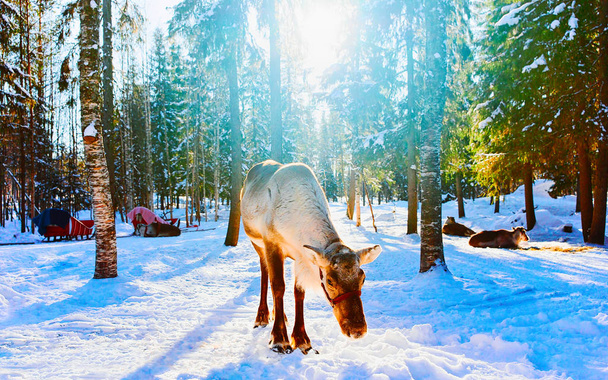 Τάρανδοι στο δάσος χιονιού στο Rovaniemi Φινλανδία Λαπωνία - Φωτογραφία, εικόνα