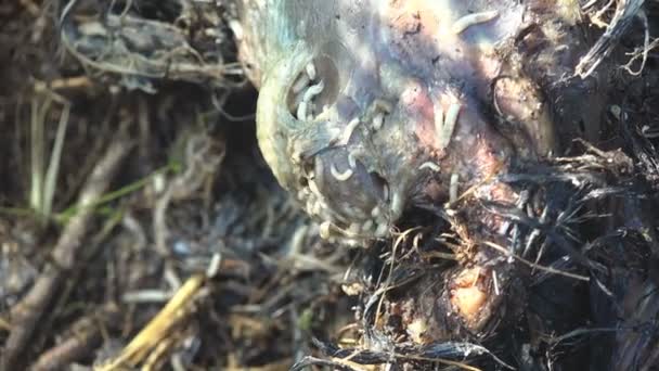 Gusanos, gusanos gusanos blancos se arrastran sobre la carne de animales muertos. Ver macro en fauna silvestre
 - Imágenes, Vídeo