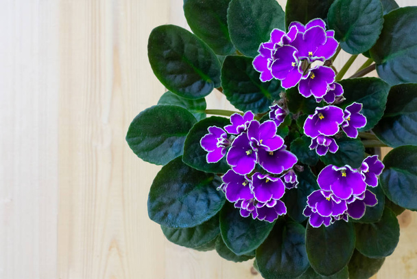 Bright violet African violet flower on wooden table, top view, cozy home decor, copy space - Foto, imagen
