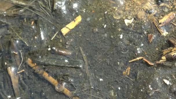  Jonge kikker in overgang tussen kikkervisje en kikker, zittend op nat zand bij zomermeer, macro, larve stadium amfibie - Video