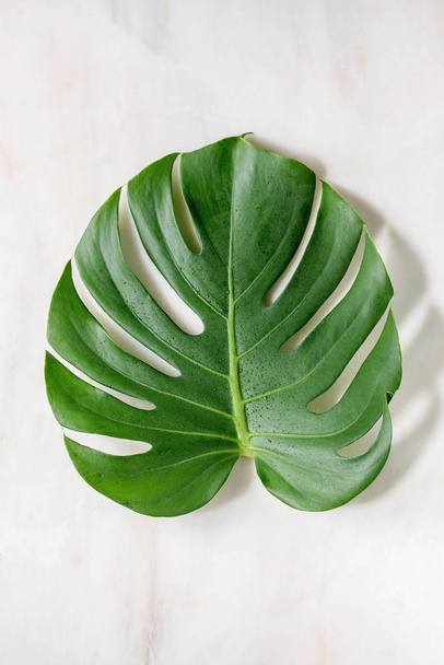 Tropical jungle Monstera leaf - Photo, Image