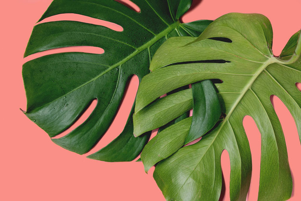 Tropical jungle Monstera leaf - Foto, Imagen