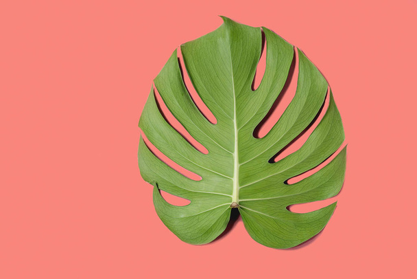 Tropical jungle Monstera leaf - 写真・画像