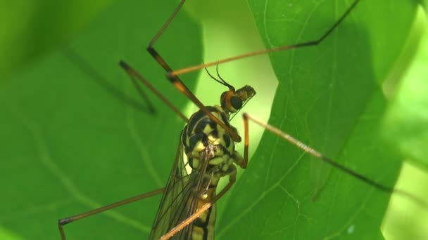 Mosquito Crane Fly Tipula Luna mężczyzna siedzi na zielonym liściu. Mucha żurawia to nazwa zwyczajowa odnosząca się do każdego członka rodziny owadów Tipulidae, prawdziwych much w nadrodzinie Tipuloidea. Widok Makro owadów - Materiał filmowy, wideo