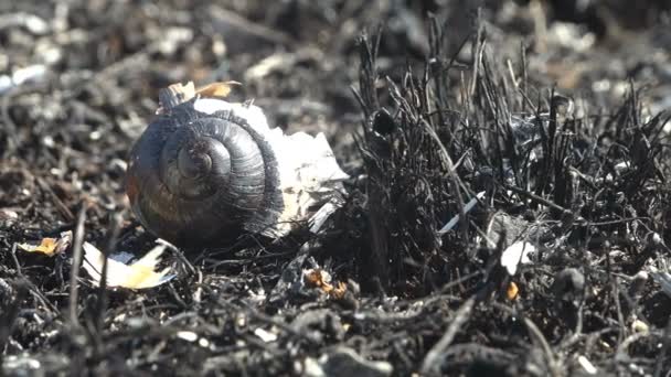Μακροσκοπική άποψη του καμένου και νεκρού χόρτου σε μαύρο νεκρό έδαφος στο θερινό λιβάδι, μετά από άγρια φωτιά σκότωσε έντομα, σαλιγκάρια αφήνοντας μόνο απανθρακωμένο γρασίδι και καλάμια - Πλάνα, βίντεο