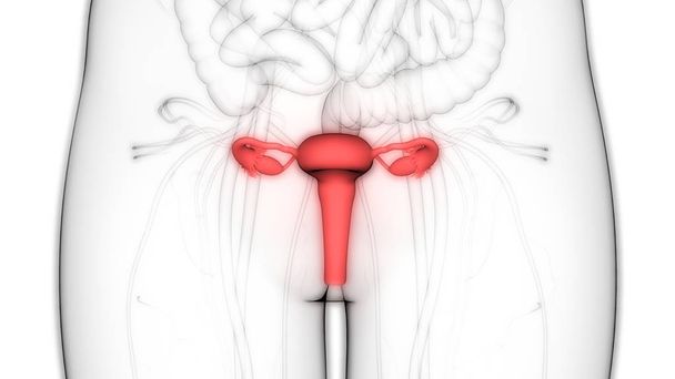 Anatomía del sistema reproductivo femenino. 3D - Foto, Imagen