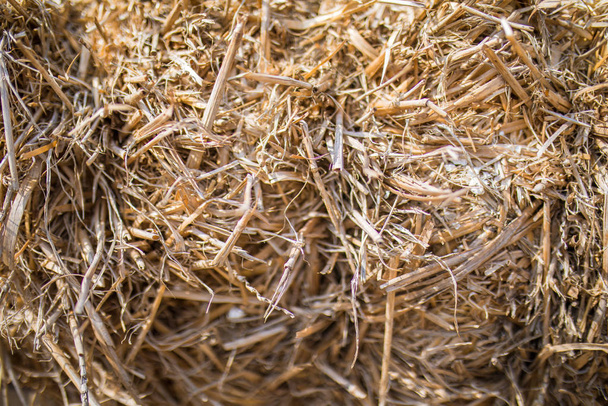 Hay or dry straw texture surface background. Dry straw or reeds texture. Straw or hay bale texture background as an agriculture farm and farming symbol of harvest time. Piles of hay on old horse car in farm at harvest season. - 写真・画像