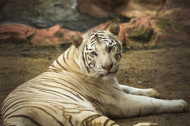 Красивый тигр
 - Фото, изображение
