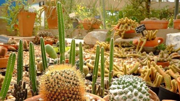 Varios de cactus en el jardín
 - Foto, Imagen