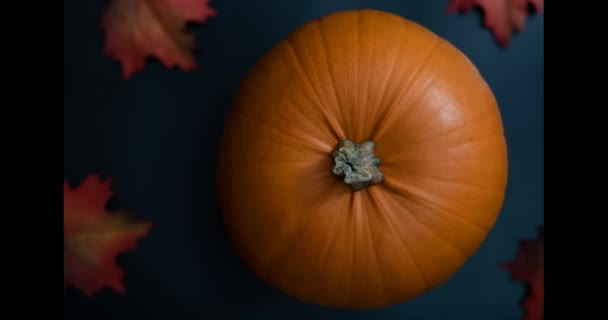 Top view of big decorative orange pumpkin on clean modern dark blue background with added red autumn foliage and walnuts as festive holiday decor for thanksgiving or halloween - Footage, Video