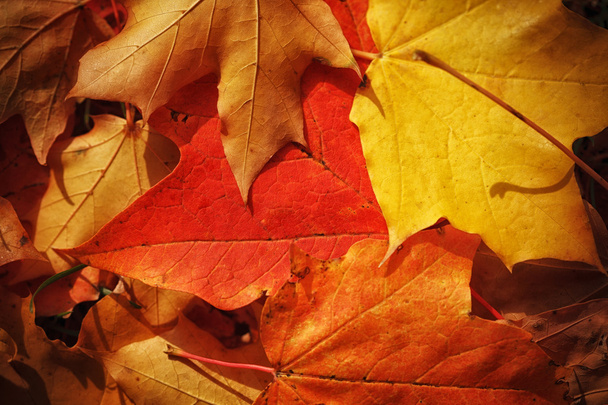 feuilles d'automne fond - Photo, image