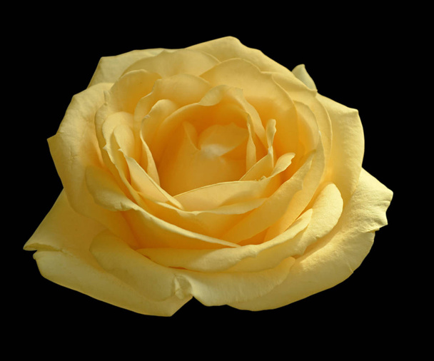 Beautiful yellow rose isolated on a black background - Fotó, kép