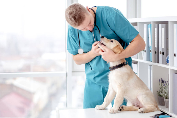 Doctor examining retriever dog - Photo, Image