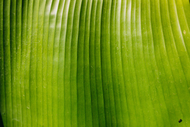 Trópusi zöld vagy sárga banánlevelek és banánfák textúra felületi háttér. Nyári vagy trópusi háttér koncepció kép. A banánlevelek részletei. Nagy pálma lombozat természet fény zöld háttér - Fotó, kép