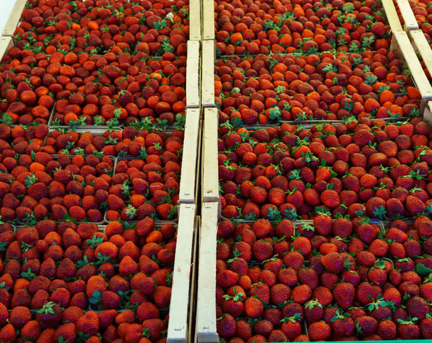 Berries in boxes on the market. Boxes of strawberry on the market - Photo, Image