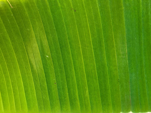 Тропические зеленые или желтые банановые листья и банановые деревья текстуры поверхности фона. Летний или тропический фон концептуальное изображение. Детали банановых листьев. Большая пальмовая листва природа светло-зеленый фон
 - Фото, изображение