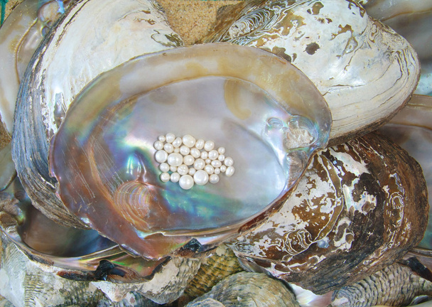 parel met oester - Foto, afbeelding