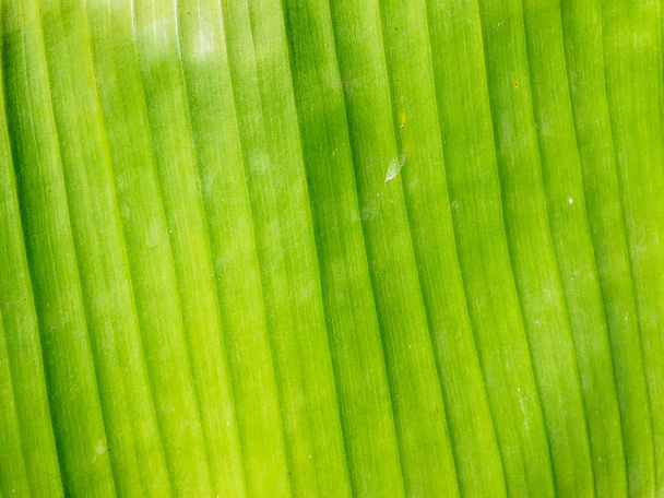 Tropické zelené nebo žluté banánové listy a banánové stromy textury povrchu pozadí. Letní nebo tropické pozadí koncept image. Detaily banánových listů. Velké palmové listy příroda světle zelené pozadí - Fotografie, Obrázek
