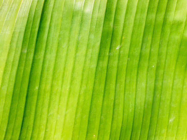 Tropical green or yellow banana leaves and banana trees texture surface background. Summer or tropical background concept image. Details of banana leaves. Large palm foliage nature light green background - Photo, Image