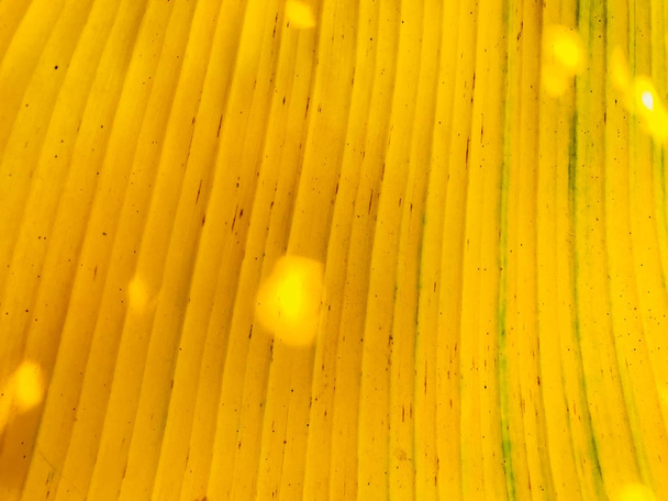 Тропічні зелені або жовті листя банана і бананові дерева текстурують поверхневий фон. Зображення концепції літнього або тропічного фону. Подробиці листя банана. Велике пальмове листя природа світло-зелений фон
 - Фото, зображення