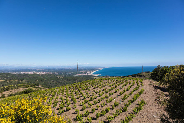 Vineyard of Banyuls-Collioure, Catalonia, France - Фото, зображення