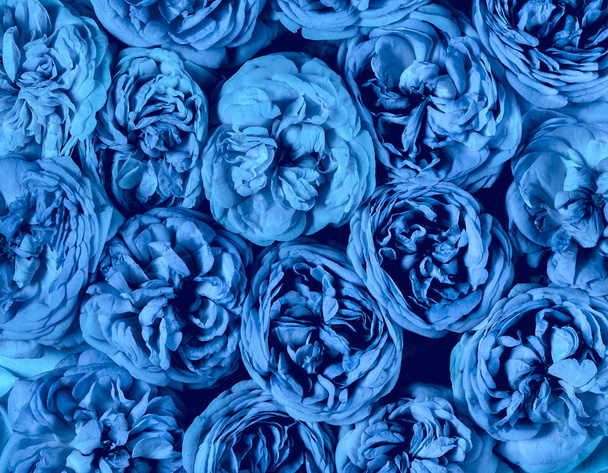 Roses with petals closeup deep blue top view. Trend color 2020. - Fotoğraf, Görsel