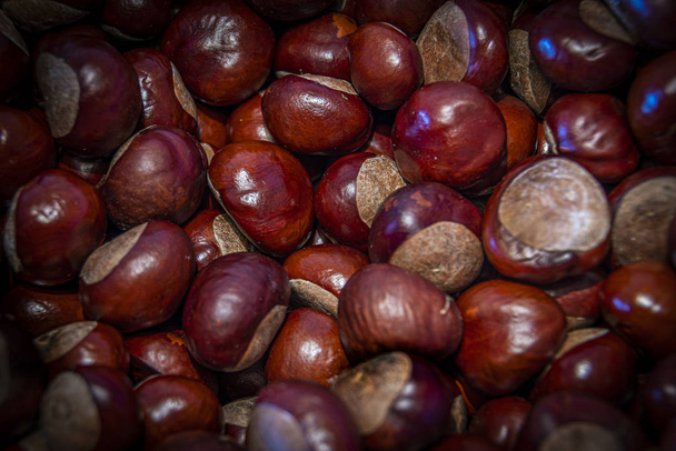 set view of freshly harvested chestnuts - Photo, Image