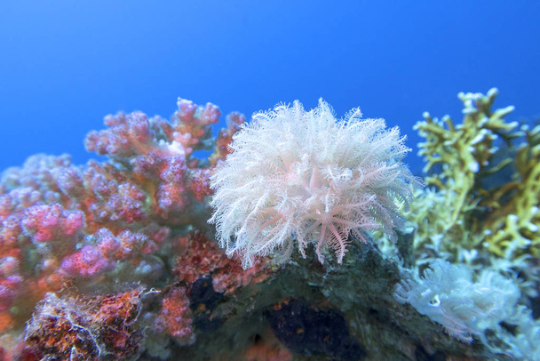 熱帯の海の底にあるカラフルなサンゴ礁、白いパルプポリプサンゴ、水中の風景 - 写真・画像
