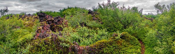 Islande insolite - vue panoramique sur une nouvelle forêt cultivée au-dessus d'un
 - Photo, image