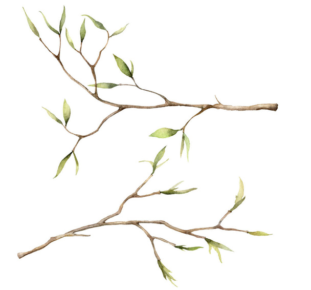 Αδιάβροχη ανοιξιάτικη σειρά με κλαδιά για Πάσχα. Χέρι ζωγραφισμένο δέντρο λεπτά κλαδιά και μπουμπούκια απομονώνονται σε λευκό φόντο. Floral εικονογράφηση για σχεδιασμό, εκτύπωση, ύφασμα ή φόντο. Βοτανικό σετ. - Φωτογραφία, εικόνα