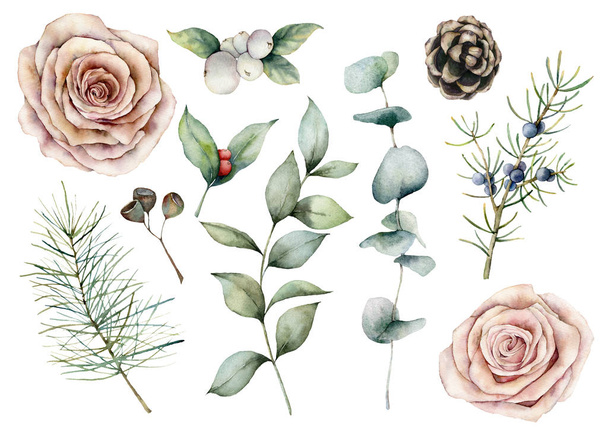 Watercolor floral and coniferous set. Hand painted flowers, pink roses, pine cone and eucalyptus isolated on white background. Botanical creativity illustration for design, print, fabric, background. - Fotoğraf, Görsel