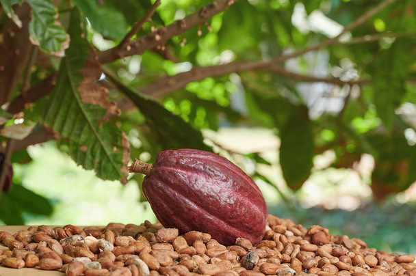 Bir kırmızı kakao pod - Fotoğraf, Görsel