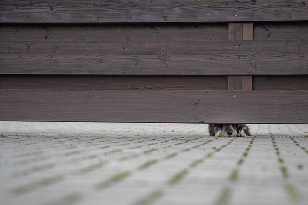 Σκύλος που φυλάει το σπίτι κοιτάζει έξω στο κενό κάτω από το ξύλινο φράχτη - Φωτογραφία, εικόνα