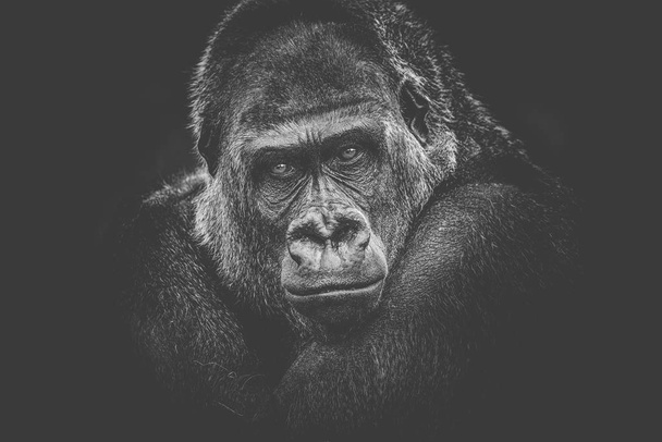 gorila peligroso mirada oscuro fondo
 - Foto, Imagen