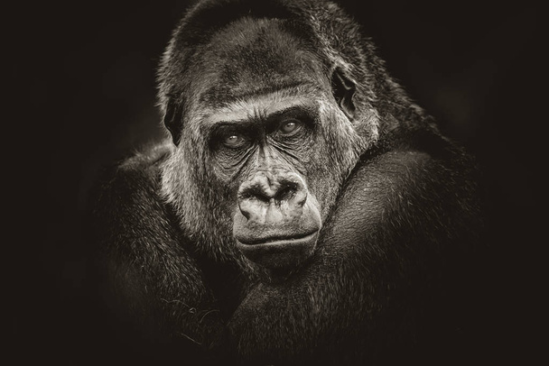 Gorilla gefährlich aussehen dunklen Hintergrund - Foto, Bild