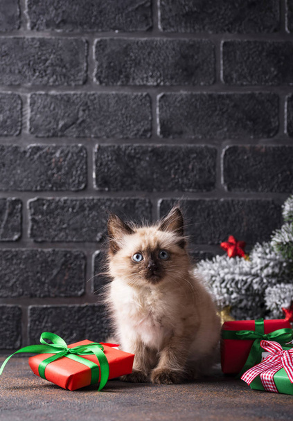 Komik kedi yavrusu ve hediye kutuları - Fotoğraf, Görsel