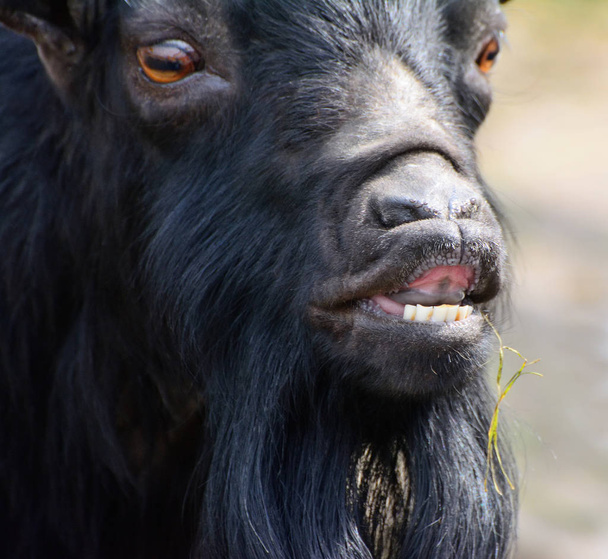 mountain goat teeth close up - Photo, Image