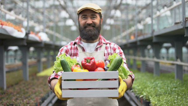 Cheerful farmer showing organic vegetable harvest box, greenhouse technologies - Footage, Video