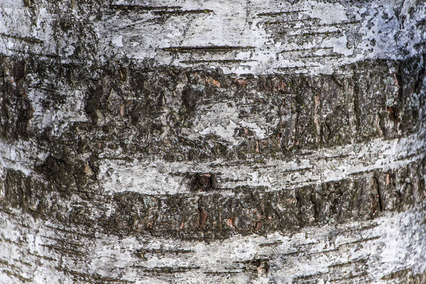 Textura de madera, corteza de abedul natural
 - Foto, imagen