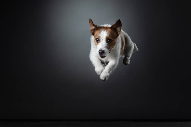 Ο σκύλος πηδάει σε σκοτεινό φόντο. Ο Τζακ Ράσελ Τεριέ πετάει στην κάμερα. - Φωτογραφία, εικόνα