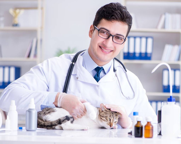 Cat visitando veterinário para check-up regular - Foto, Imagem