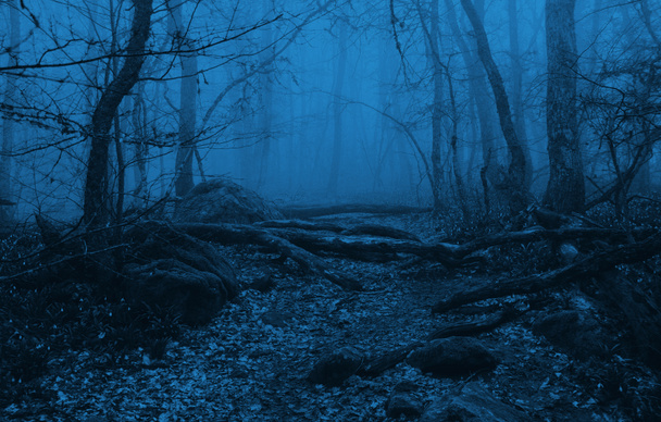 Mlhavý les se stromy na jaře - Fotografie, Obrázek