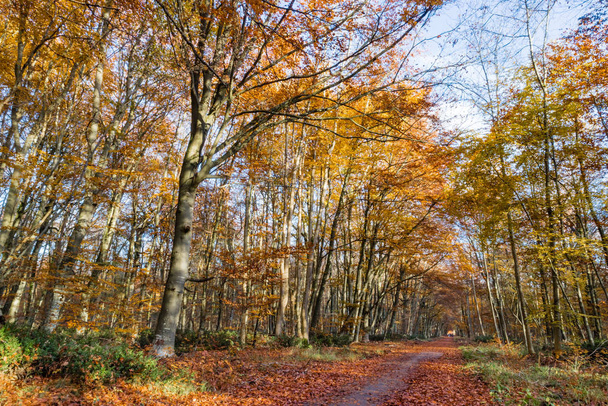 Φύση περπάτημα κατά τη διάρκεια του φθινοπώρου στο δάσος Fontainebleau - Φωτογραφία, εικόνα