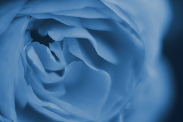 Classic blue rose flower against black background macro, trendy 2020 tone - Фото, зображення