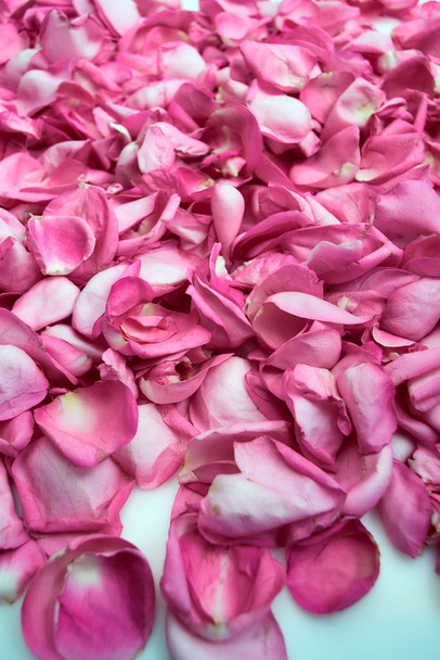 Pink rose petals top view - Фото, изображение